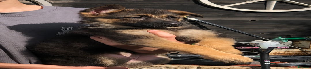 German Shepherd Puppy 6