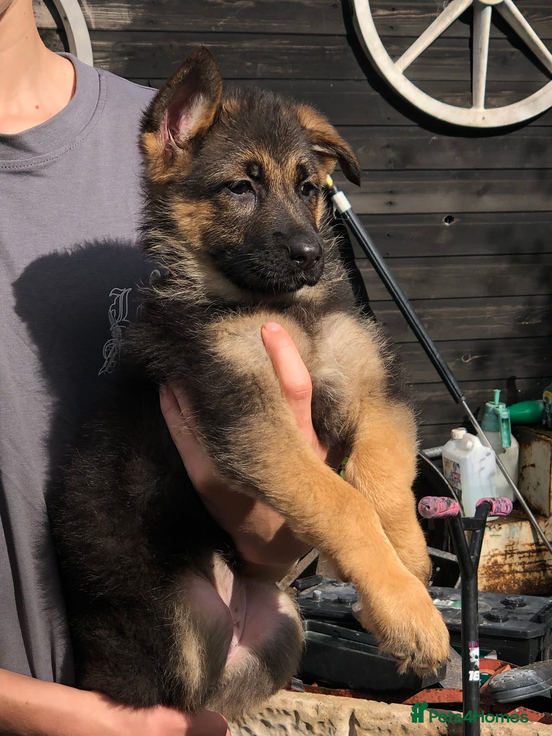 German Shepherd dogs for sale: Gorgeous German shepherd puppies  - Image 6
