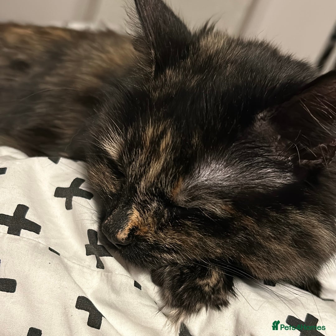 Mixed Breed cats for sale: Three year old Tortoiseshell female - Image 6