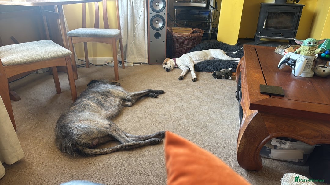 Lurcher dogs for sale: Litter of fabulous Lurchers - Image 7