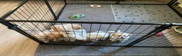 Cavapoochon dogs for sale: Cavapoochon puppies with 5 weeks free insurance   - Advert 11
