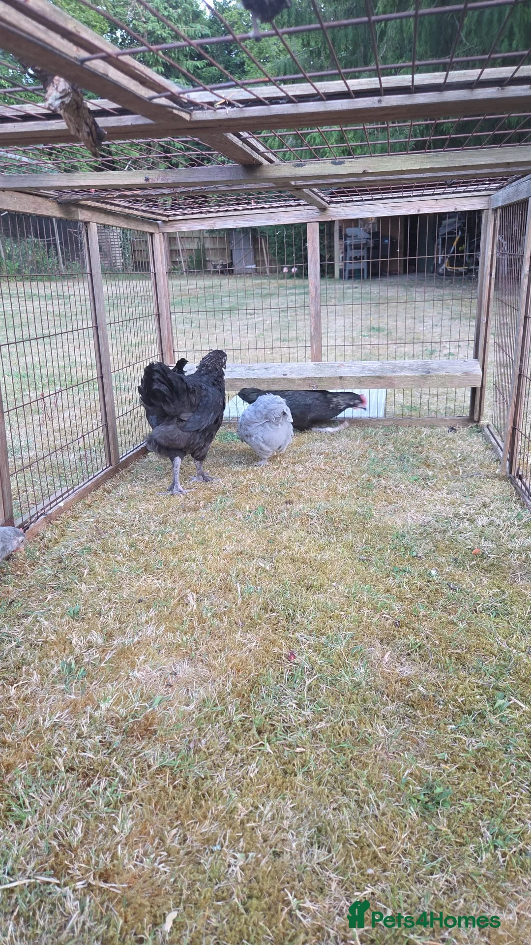 Chickens poultry for sale: Pekin lavender cuckoo bantams and burford brown  - Advert 2