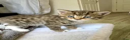 Mixed Breed cats for sale: Two beautiful female kittens available  in Chipping Norton - Advert 2
