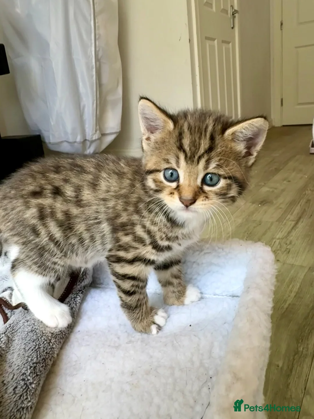 Mixed Breed cats for sale: Two beautiful female kittens available  in Chipping Norton - Advert 2