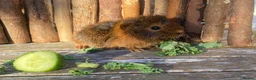 Guinea Pig rodents for sale: Abyssinian/ long-haired babies - Advert 15