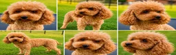 Miniature Poodle dogs for adoption: Nicole – Female Toy Poodle - Advert 3