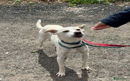 Mixed Breed dogs for adoption: Meet Barney, currently residing in Cheshire  in Nantwich - Image 4