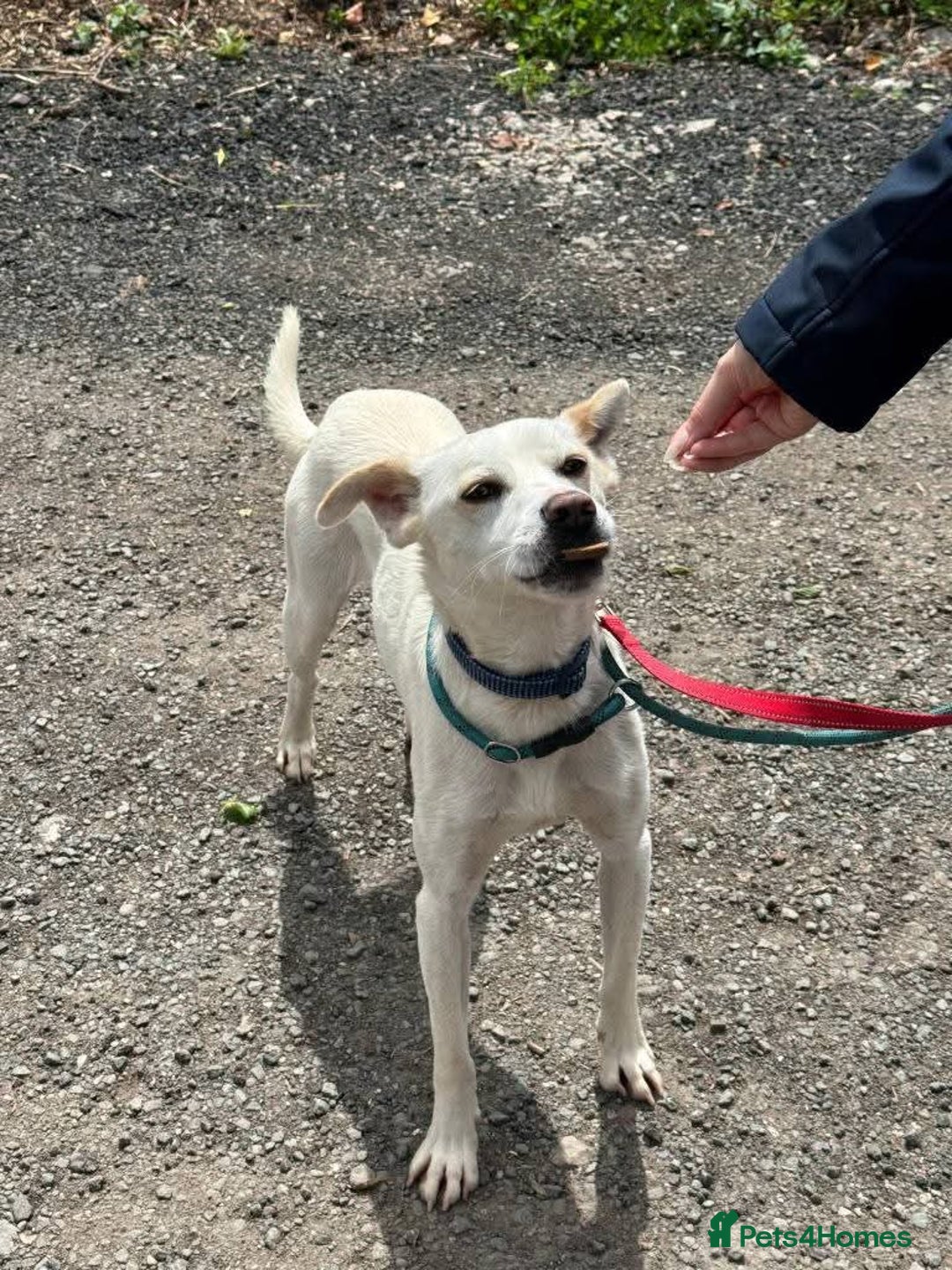 Mixed Breed dogs for adoption: Meet Barney, currently residing in Cheshire  in Nantwich - Image 4