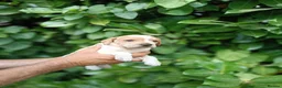 Mixed Breed dogs for sale: Pointer x Brittany  - Advert 3