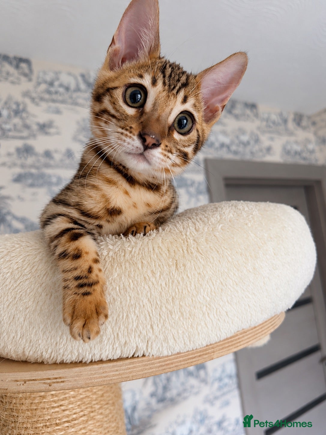 Bengal cats 🐆 Adorable pedigree bengal kitten 🐆 - Advert 6