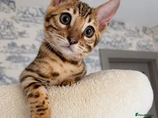 Bengal cats 🐆 Adorable pedigree bengal kitten 🐆 - Advert 6