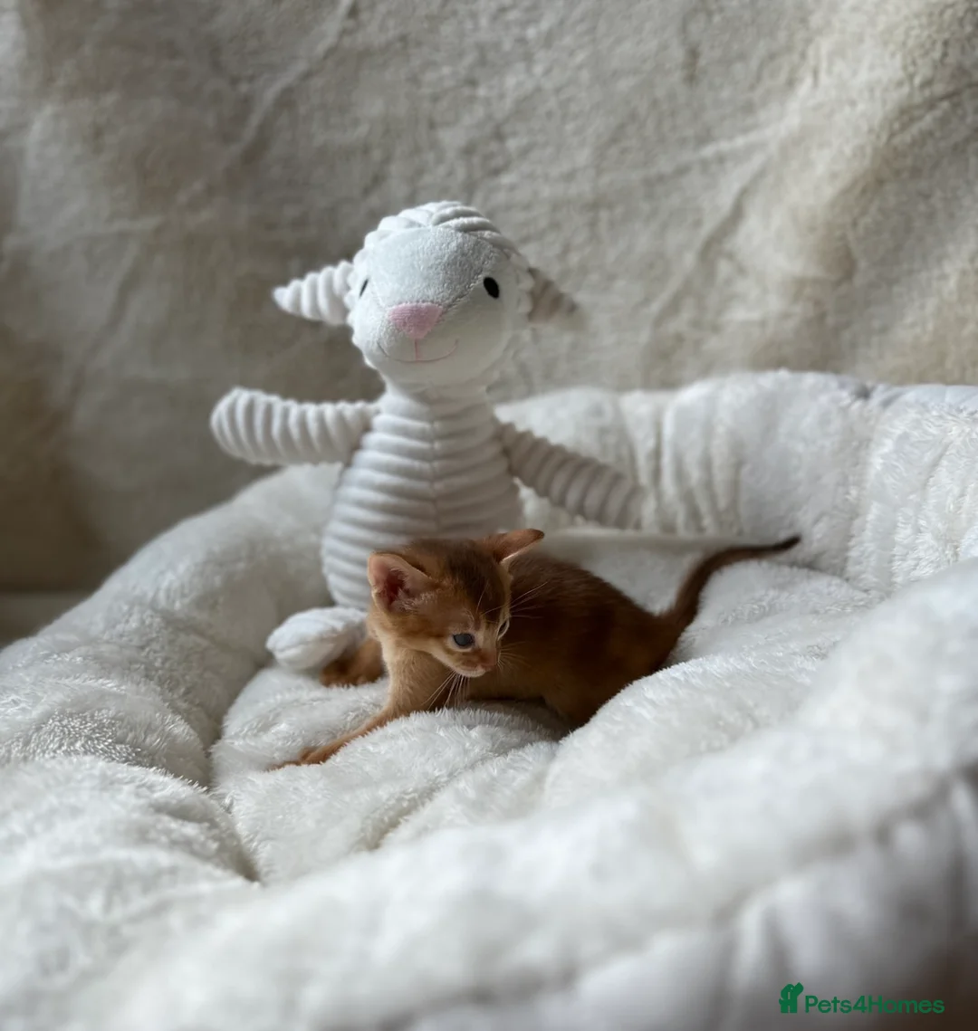 Abyssinian cats for sale:  🏆🥇🏵️Top Quality Champion Lines Abyssinian  - Advert 16