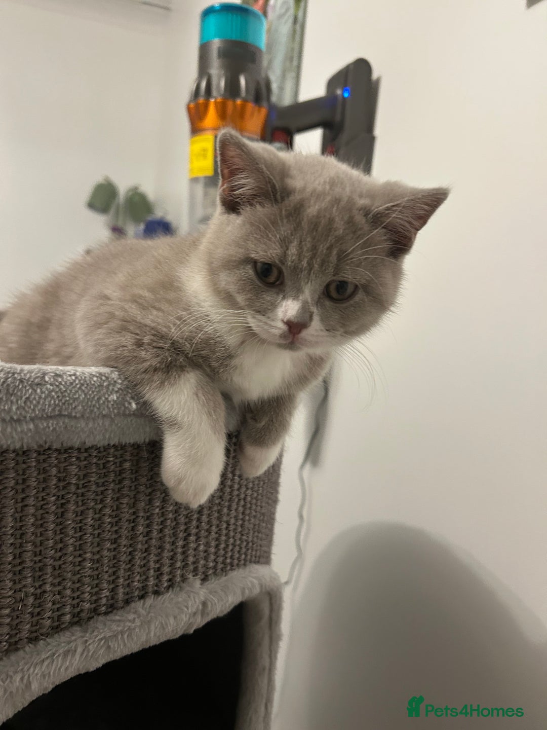 British Shorthair cats for sale: BSH Kittens 🧡🩷❤️💜💛💖 - Image 2