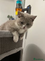 British Shorthair cats - Advert 14