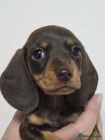 Miniature Dachshund dogs 3 Quality KC Female Mini Dachshunds - Advert 8