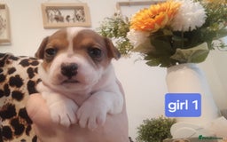 Jack Russell dogs for sale: Jack Russell  - Advert 4