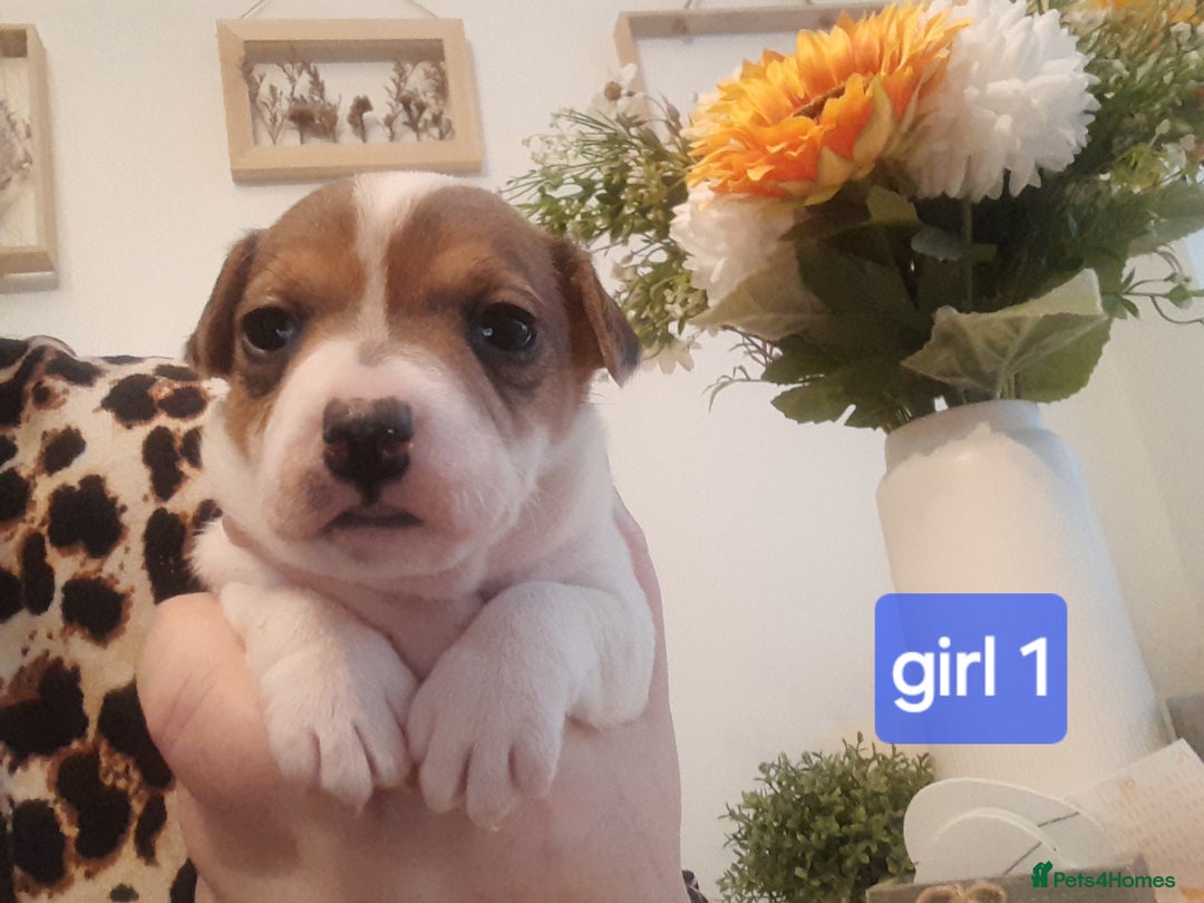 Jack Russell dogs for sale: Jack Russell  - Advert 4