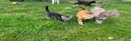 Mixed Breed cats for sale: Gorgeous kittens. Too pretty to be farm cats! - Advert 2