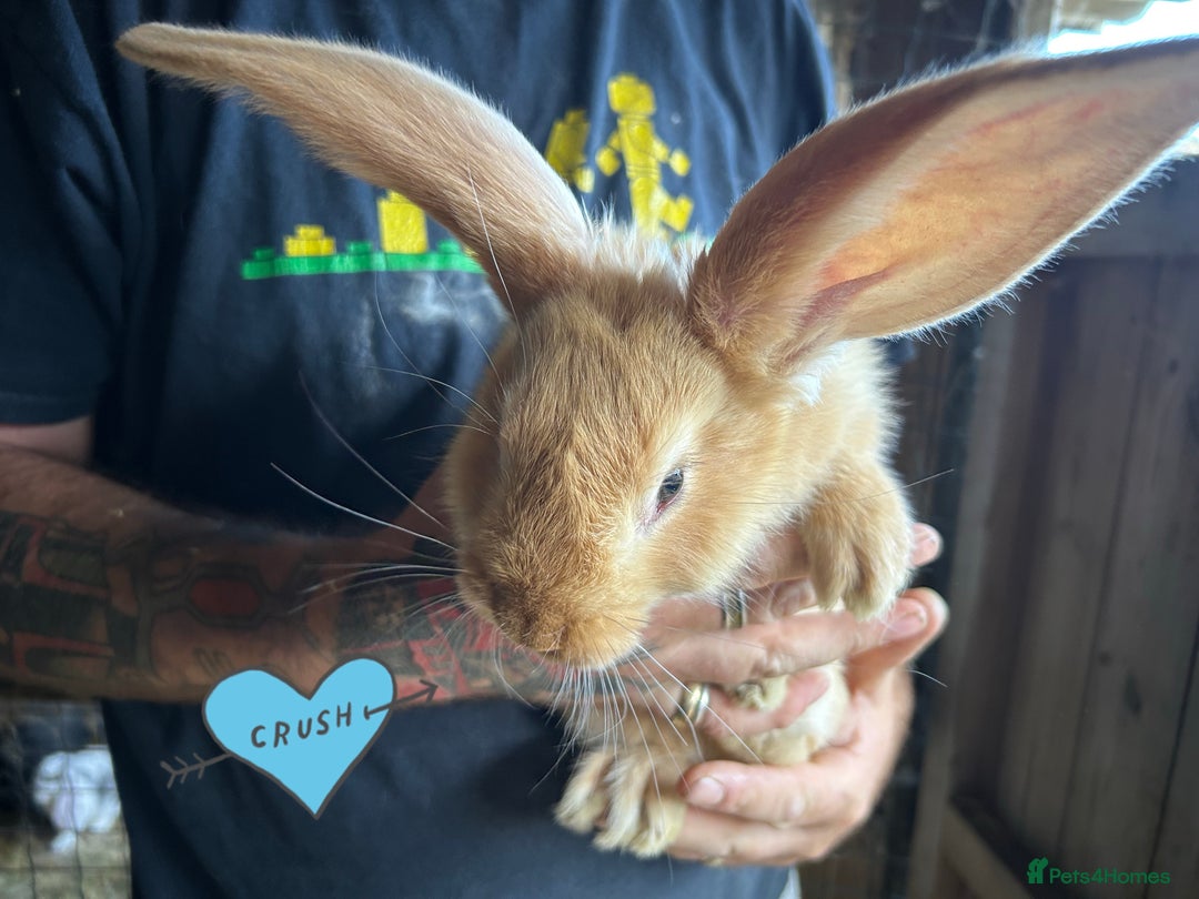 Continental Giant rabbits for sale: Yellow Continental Giant Kits. Ready to RESERVE - Image 2