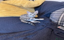 Bengal cats for sale: Silver charcoal bengals pets/queens/studs - Image 8
