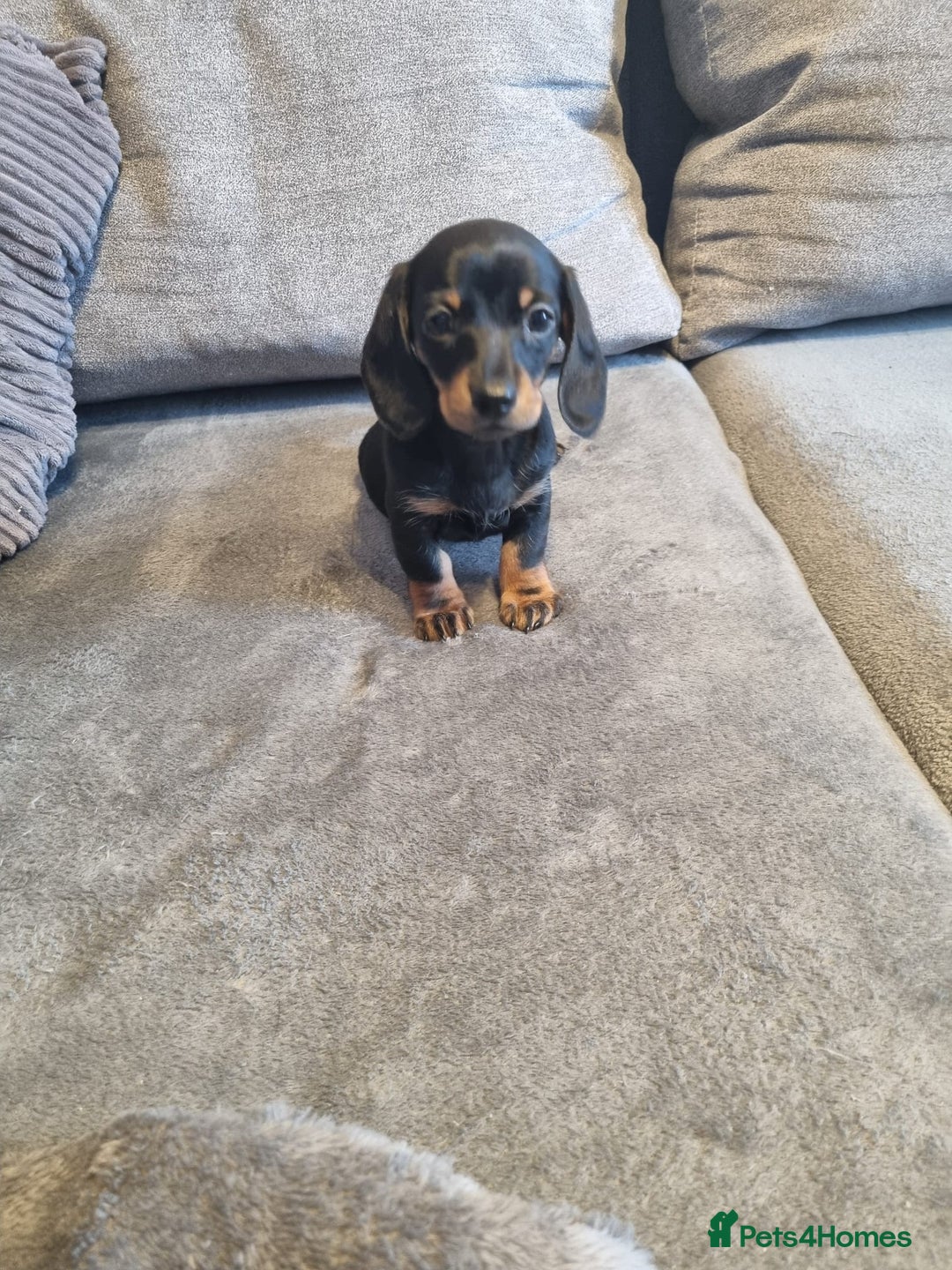 Dachshund dogs for sale: Red, Black and Tan puppies - Image 3