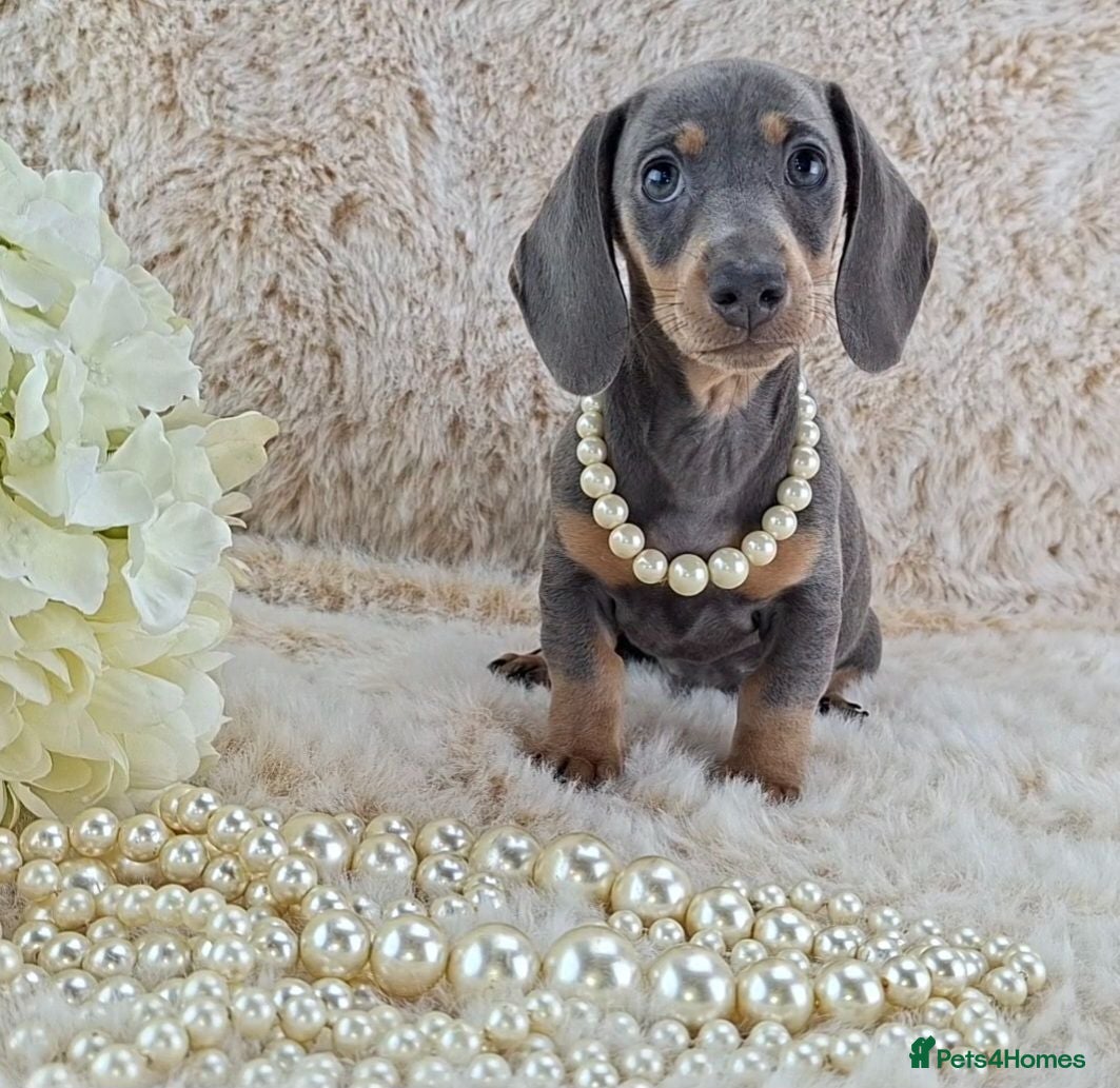 Miniature Dachshund dogs KC Registered Miniature Dachshund Puppies  - Advert 1