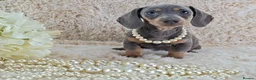 Miniature Dachshund dogs for sale: 💥REDUCED 💥KC Registered Miniature Dachshund  - Advert 6