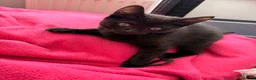 Domestic Shorthair cats for sale: Kittens for sale - Advert 11