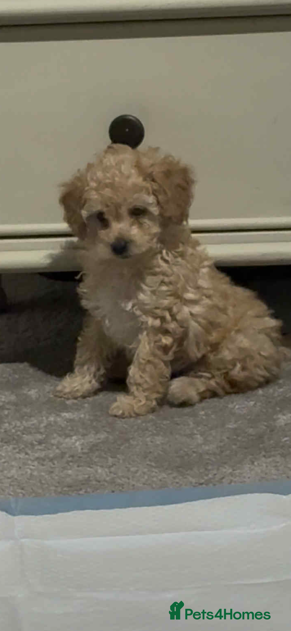 Toy Poodle dogs kc toy poodles by fully health tested parents - Advert 17