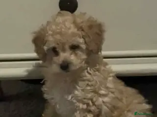 Toy Poodle dogs kc toy poodles by fully health tested parents - Advert 18