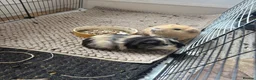 Guinea Pig rodents for sale: Barry and Ray, Quincy & Percy - Advert 1