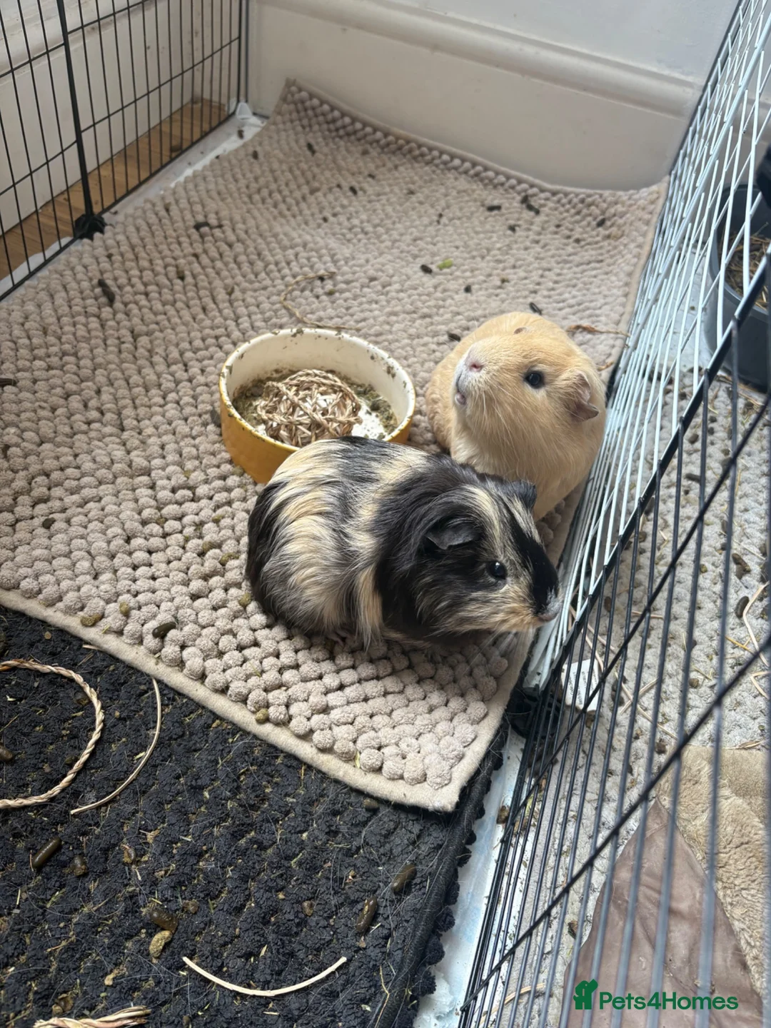 Guinea Pig rodents for sale: Barry and Ray, Quincy & Percy - Advert 1