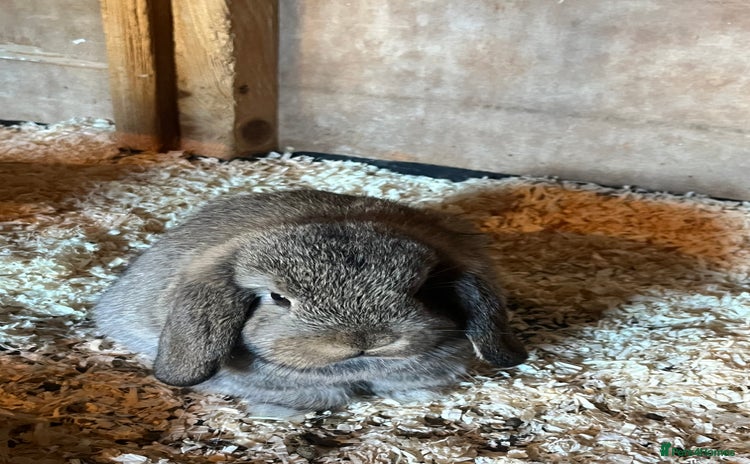 Mini Lop rabbits - Advert 1