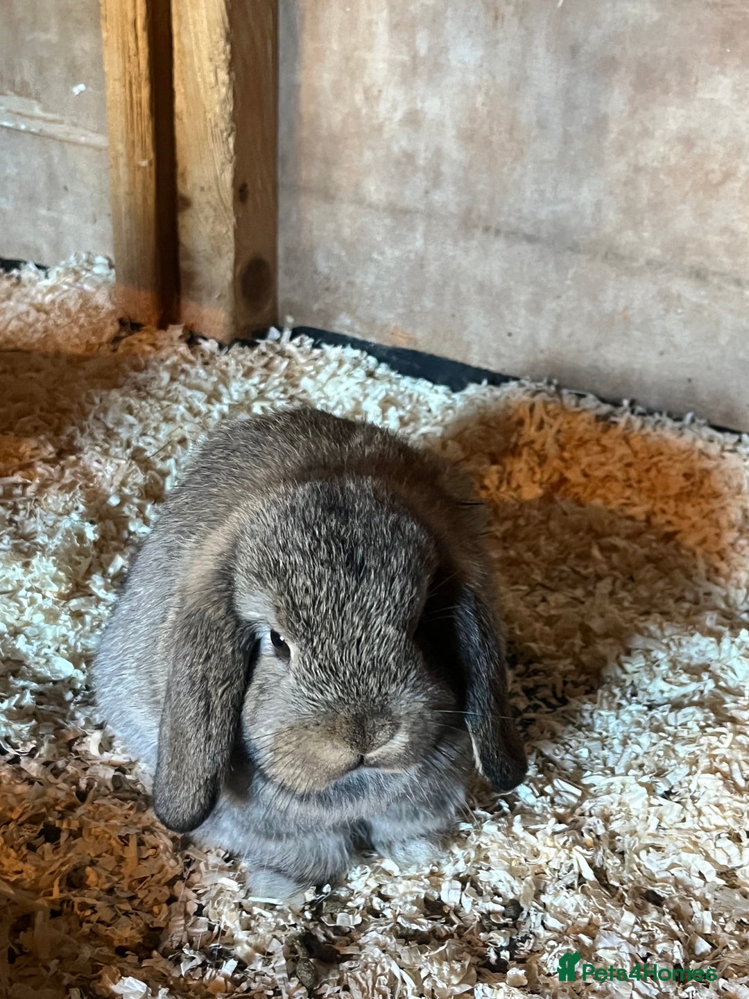 Mini Lop rabbits for sale: Two pure mini lop rabbits  - Image 1