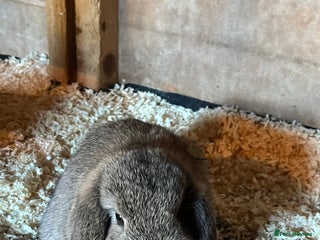 Mini Lop rabbits for sale - Advert 1