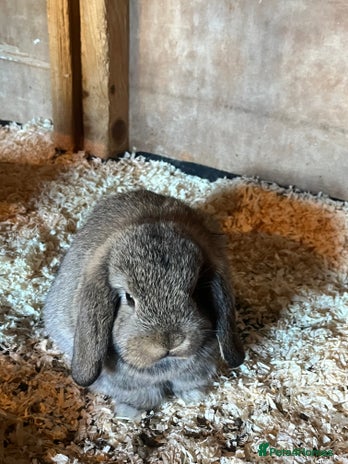 Mini Lop rabbits - Advert 2