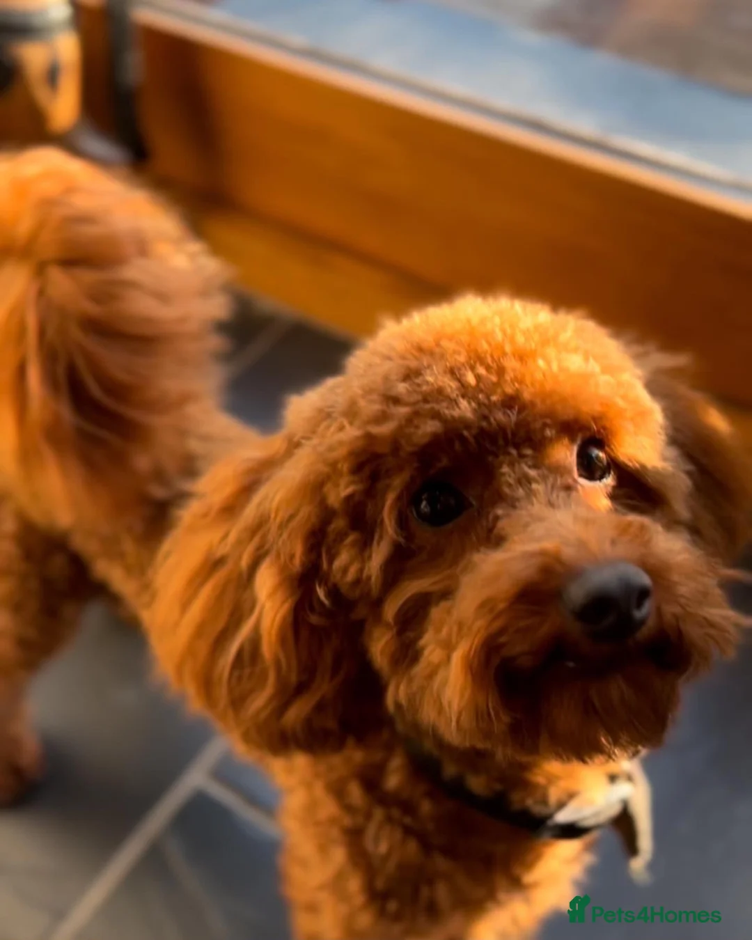 Cockapoo dogs for sale: Toy cockapoo puppies  - Advert 6