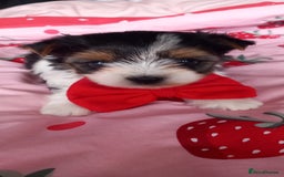 Biewer Terrier dogs for sale: Beautiful unique MINI biewer terrier 1 girl left - Image 23