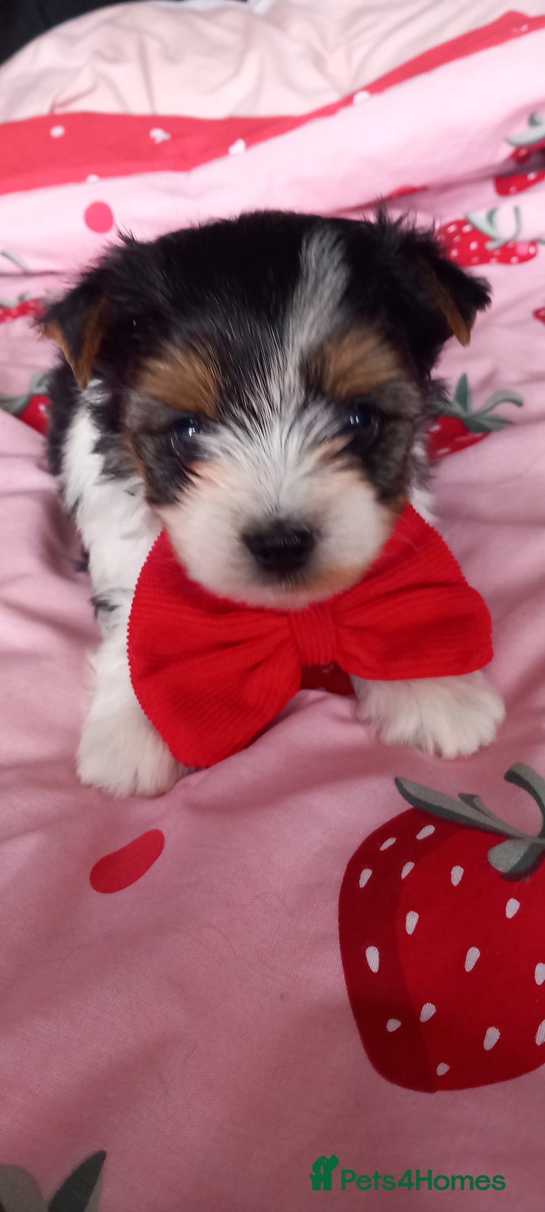 Biewer Terrier dogs for sale: Beautiful unique MINI biewer terrier 1 girl left - Image 23