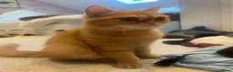 Persian cats for sale: Chinchilla persian - Advert 1