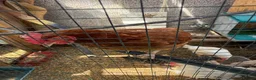 Chickens poultry for sale: Chickens mixed breeds - Advert 2