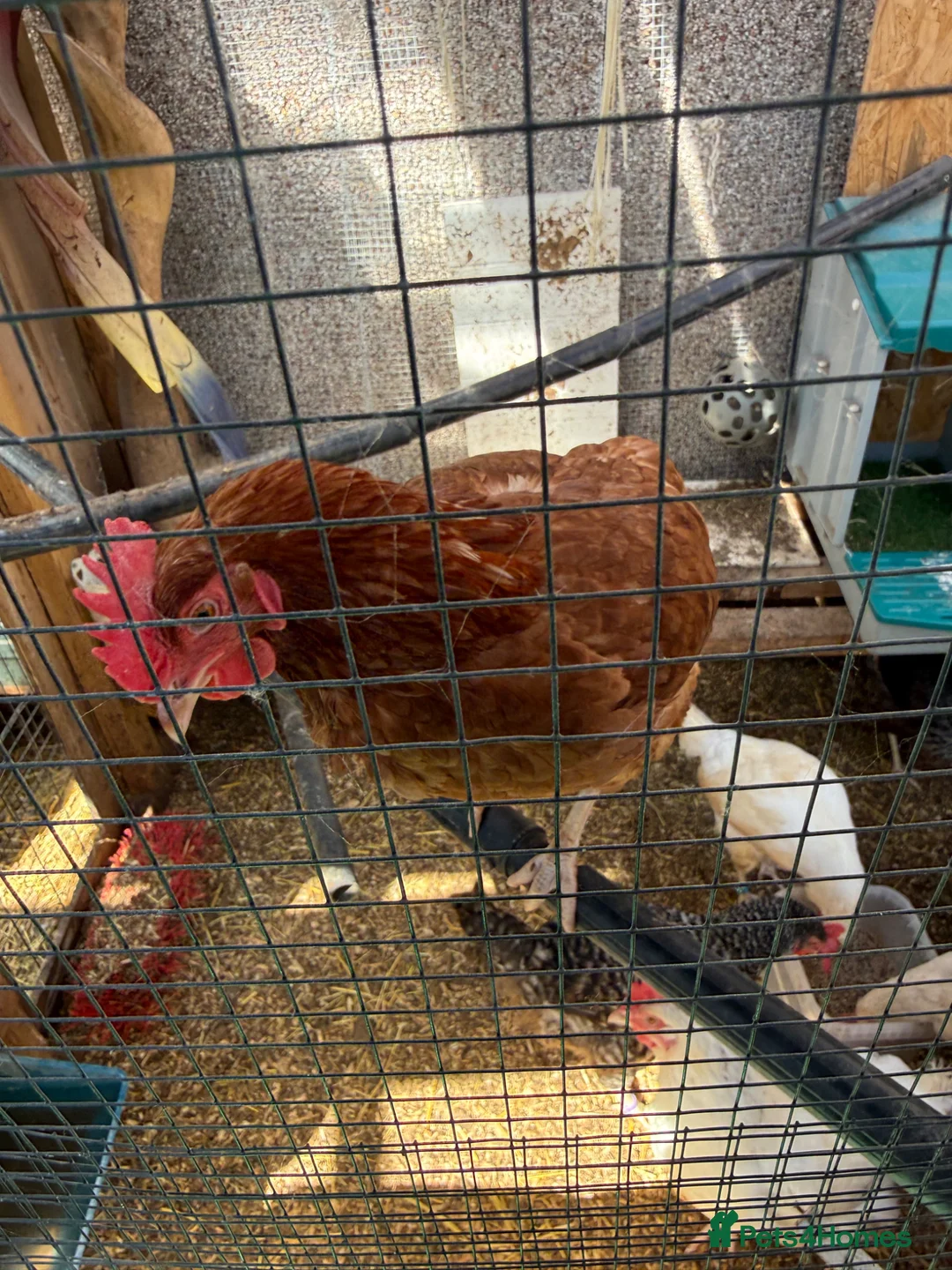 Chickens poultry for sale: Chickens mixed breeds - Advert 2