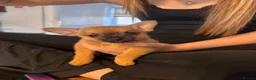 Pomchi dogs for sale: Pomchi puppies - Advert 8