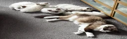 Ragdoll cats for sale: Gorgeous Ragdoll Kittens - Advert 3