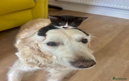 Mixed Breed cats for sale: 🐾 Adorable British Shorthair Mix Kittens 🐾 - Image 7