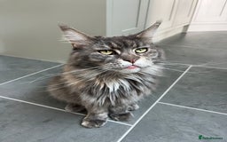 Maine Coon cats for sale: Mainecoon Female - Queen - Image 4