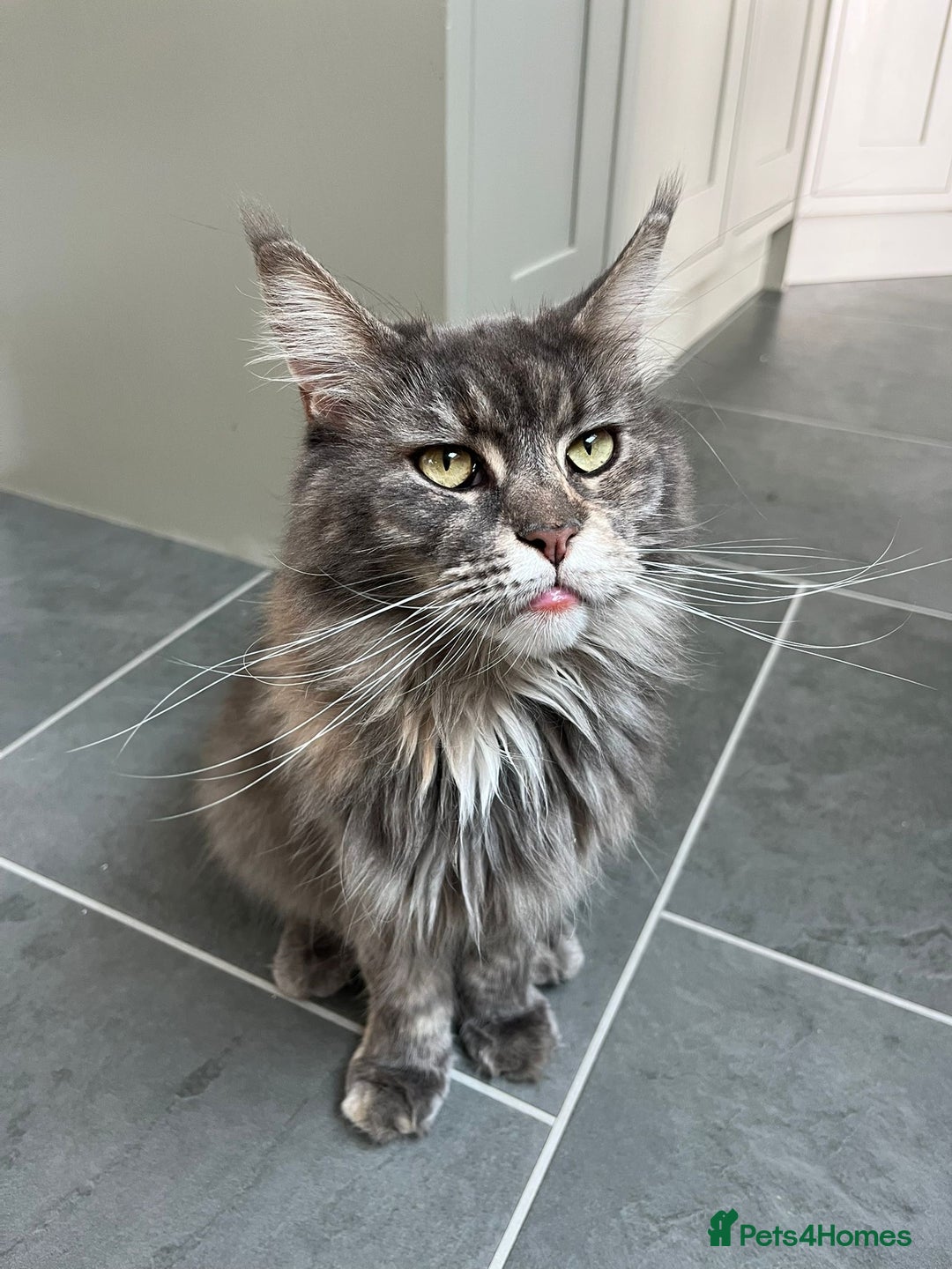 Maine Coon cats for sale: Mainecoon Female - Queen - Image 4