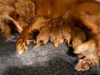 Cockapoo dogs Fox Red F1 Cockapoo puppies- excellent heritage - Advert 2