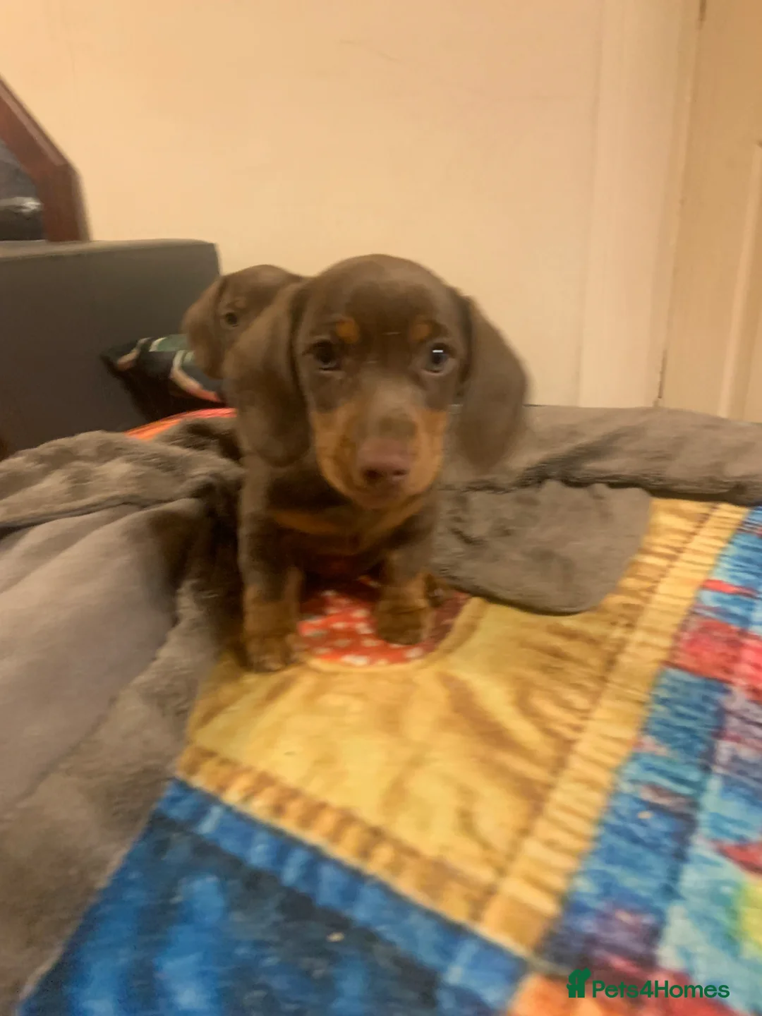 Dachshund dogs for sale: They are miniture Isabella' Dachshunds  - Advert 2