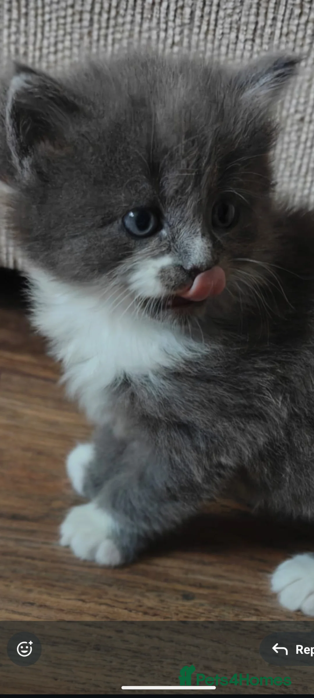 Persian cats for sale: Beautiful Persian/ Norwegian forest kittens  - Advert 3